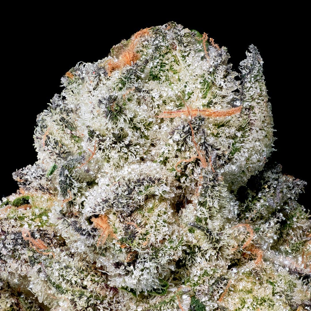 Maven Genetics — Black X