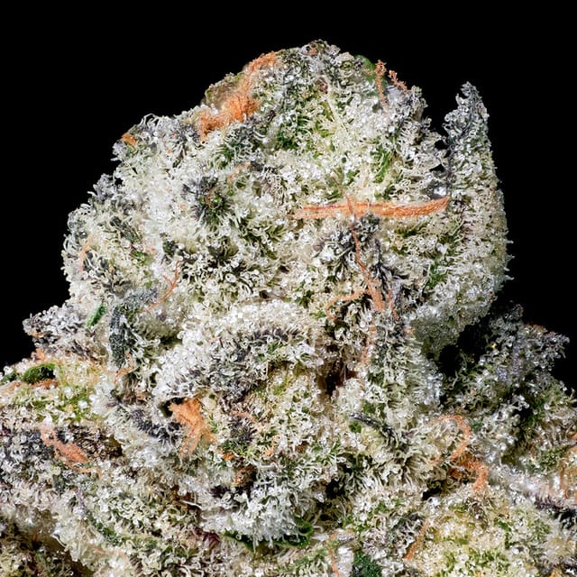 Maven Genetics — Black X