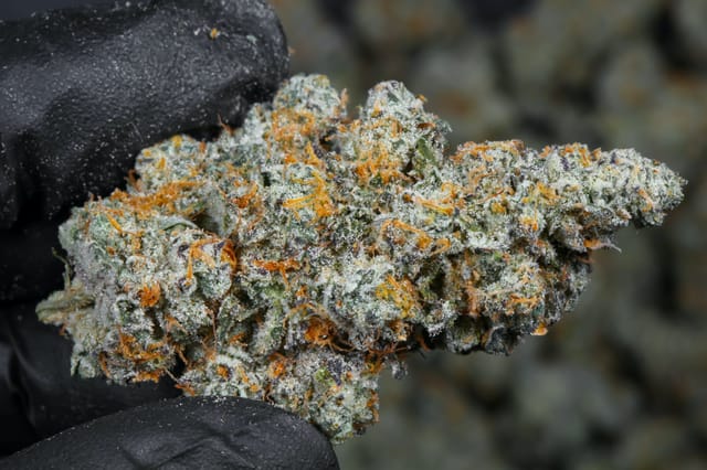 CAM — Kush Mints