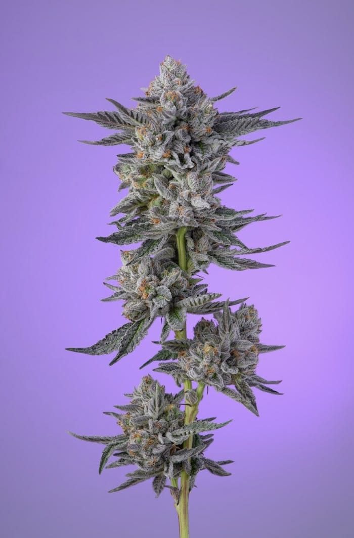 Khalifa Kush — Mints