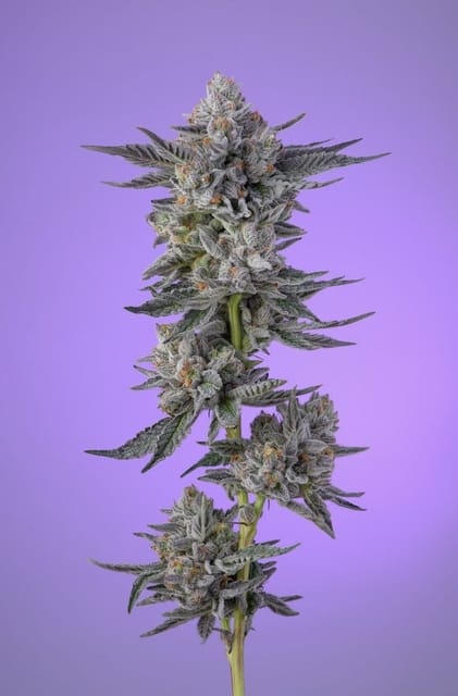 Khalifa Kush — Mints