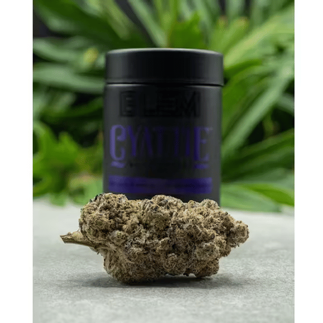Cyattie | 3.5g