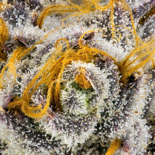 Orange Bellini | 3.5g
