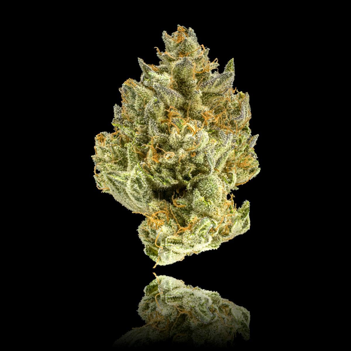 Maven Genetics — Blueberry Zkz