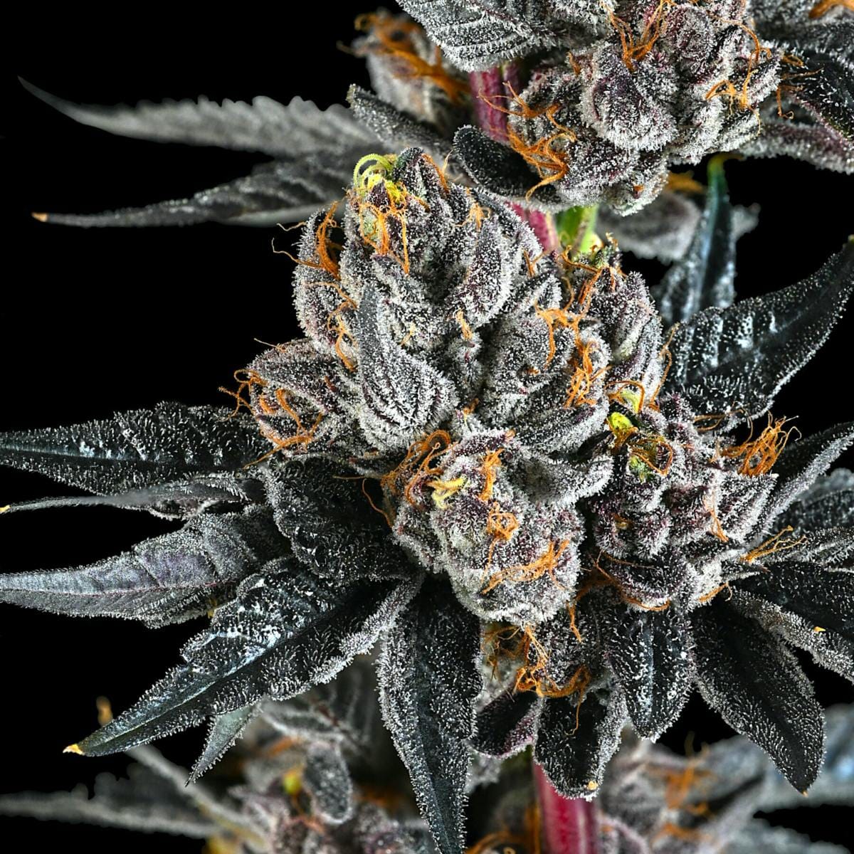 Maven Genetics — Lipsmackerz