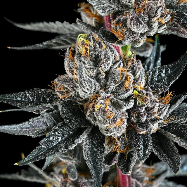 Maven Genetics — Lipsmackerz