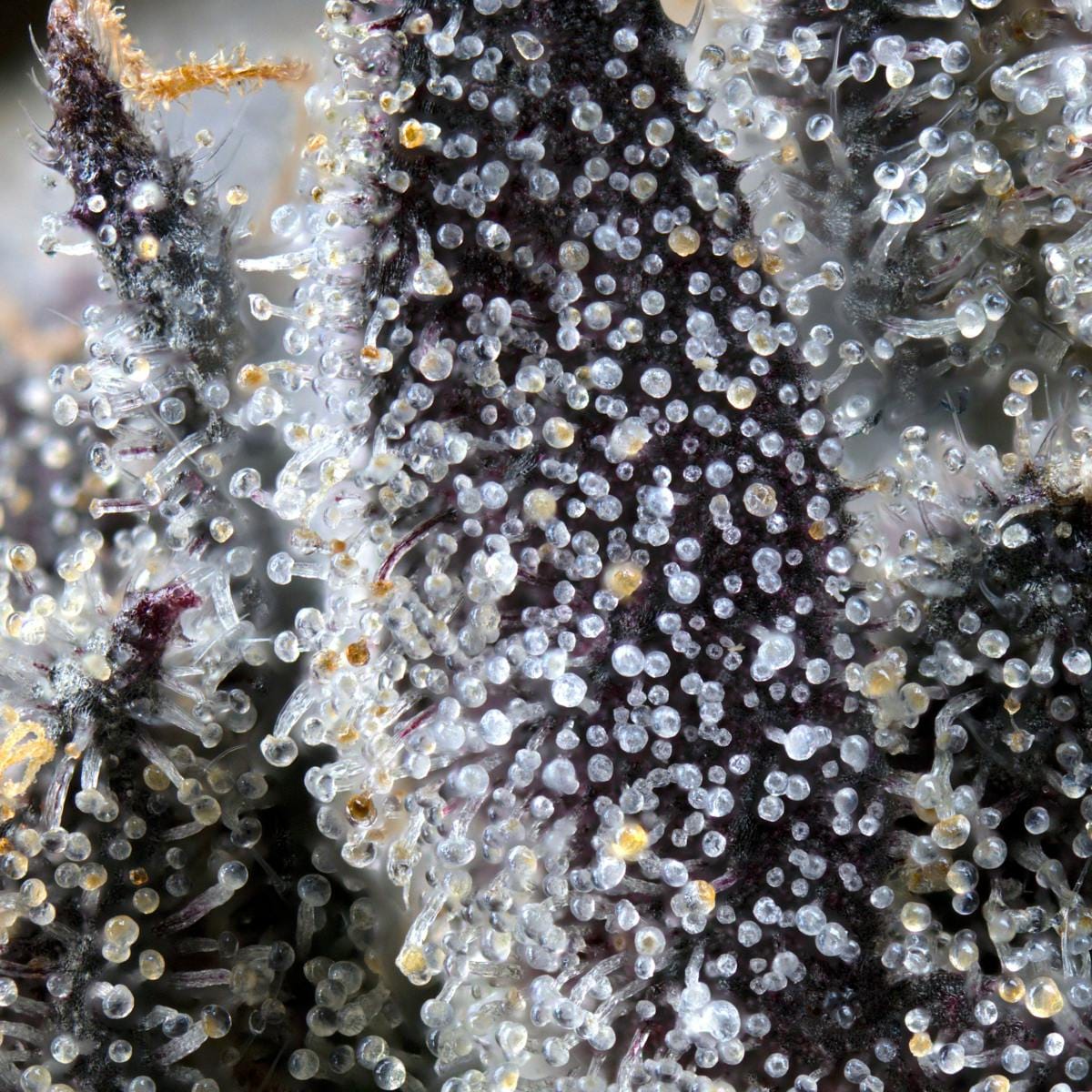 Maven Genetics — Lipsmackerz