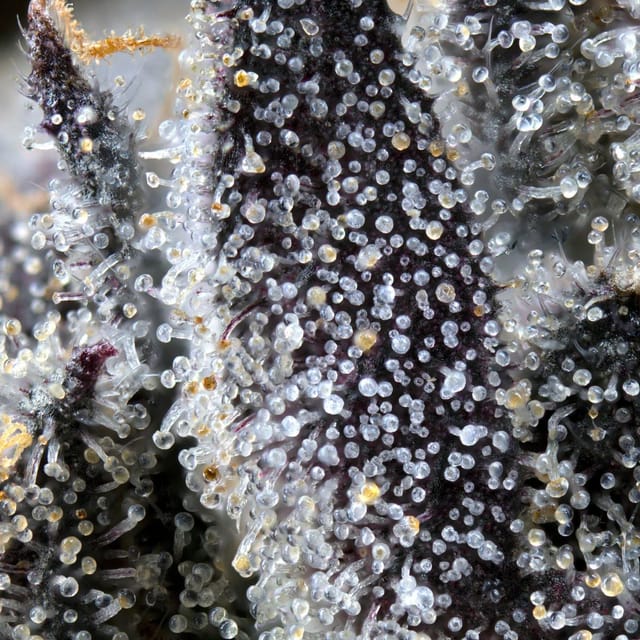 Maven Genetics — Lipsmackerz