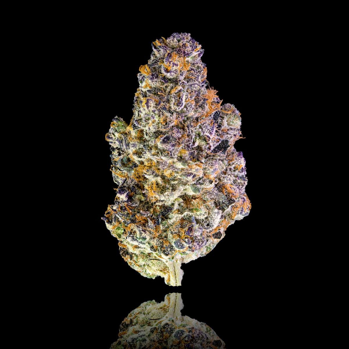 Maven Genetics — Key Lime Jack