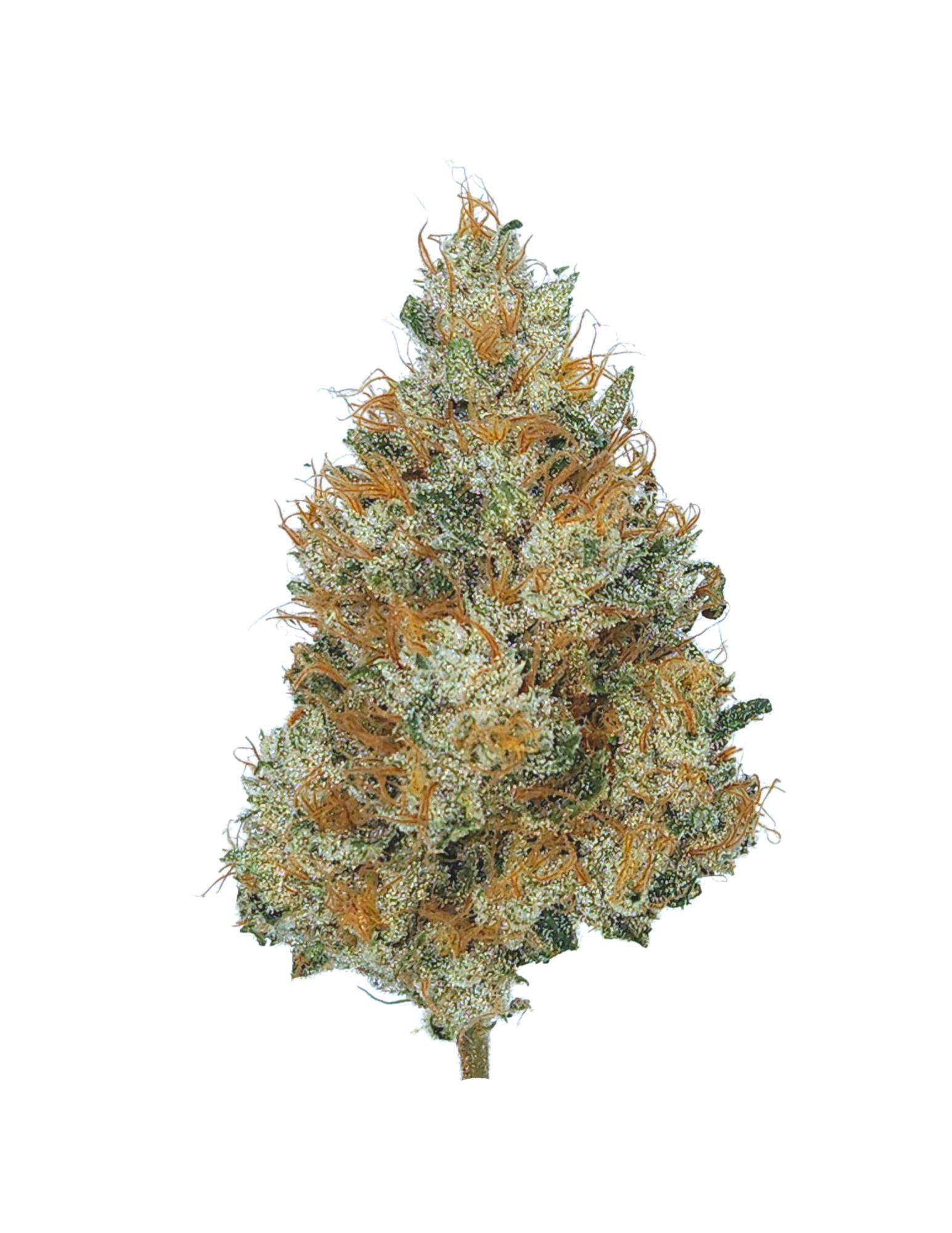 Sense: Sour Durban