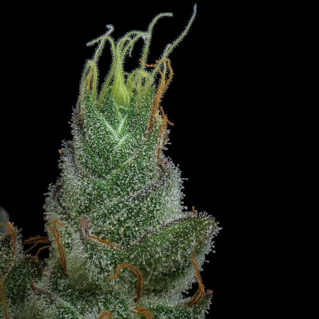 UpNorth — Maui Wowie