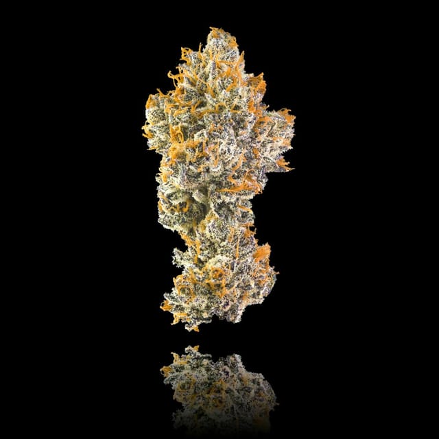 Maven Genetics — Orange Bellini