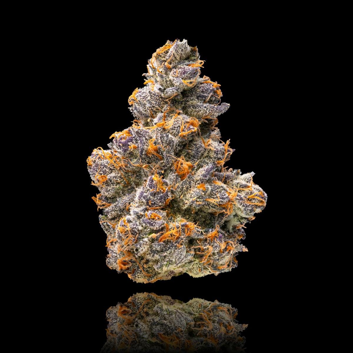 Maven Genetics — Orange Sapphire
