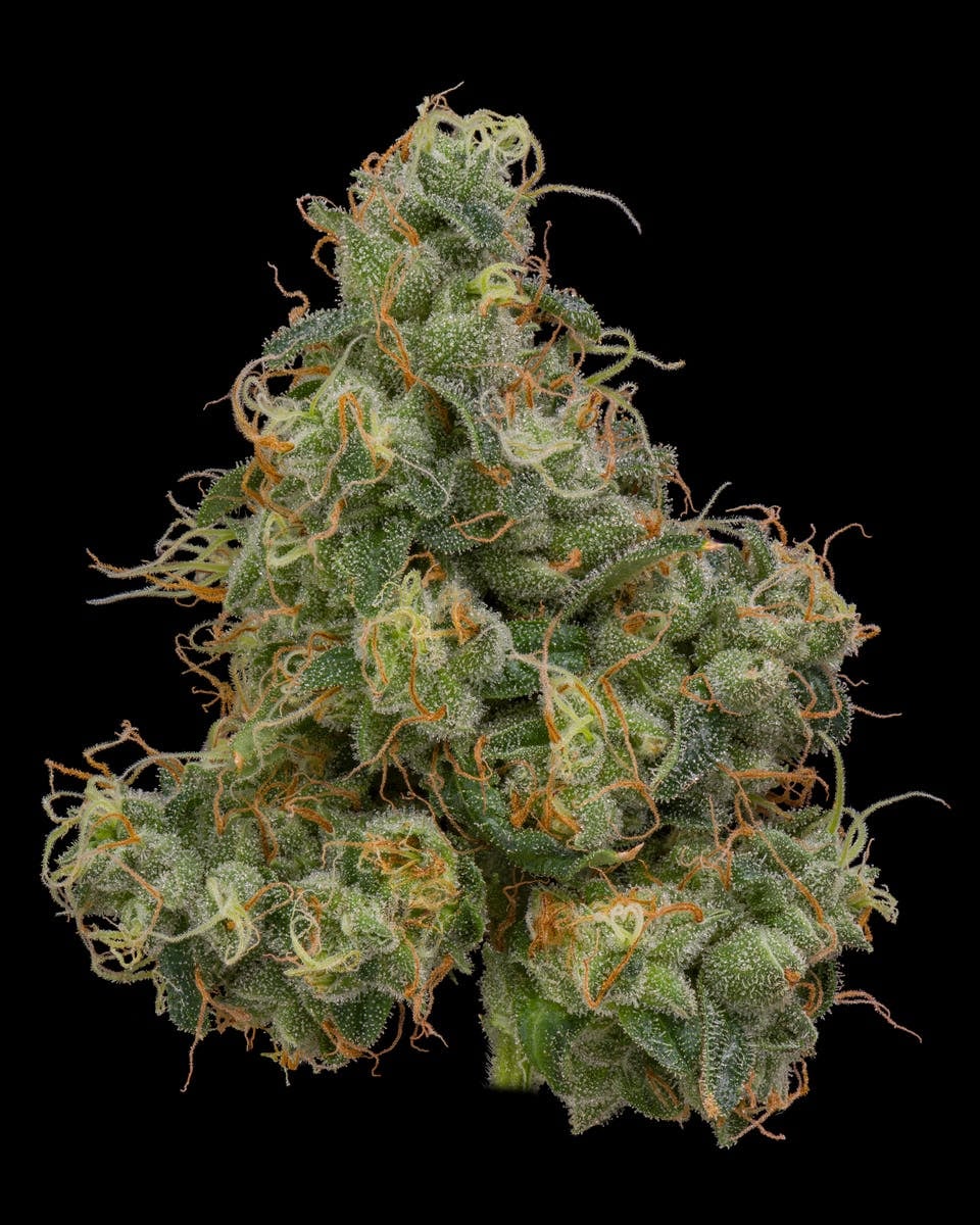 UpNorth: Durban Poison