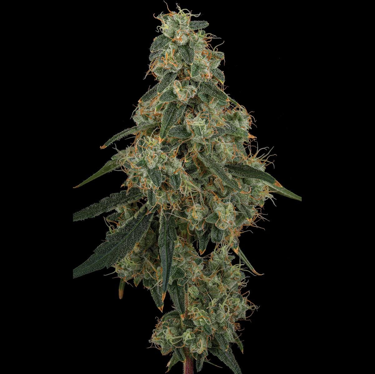 UpNorth — Durban Poison