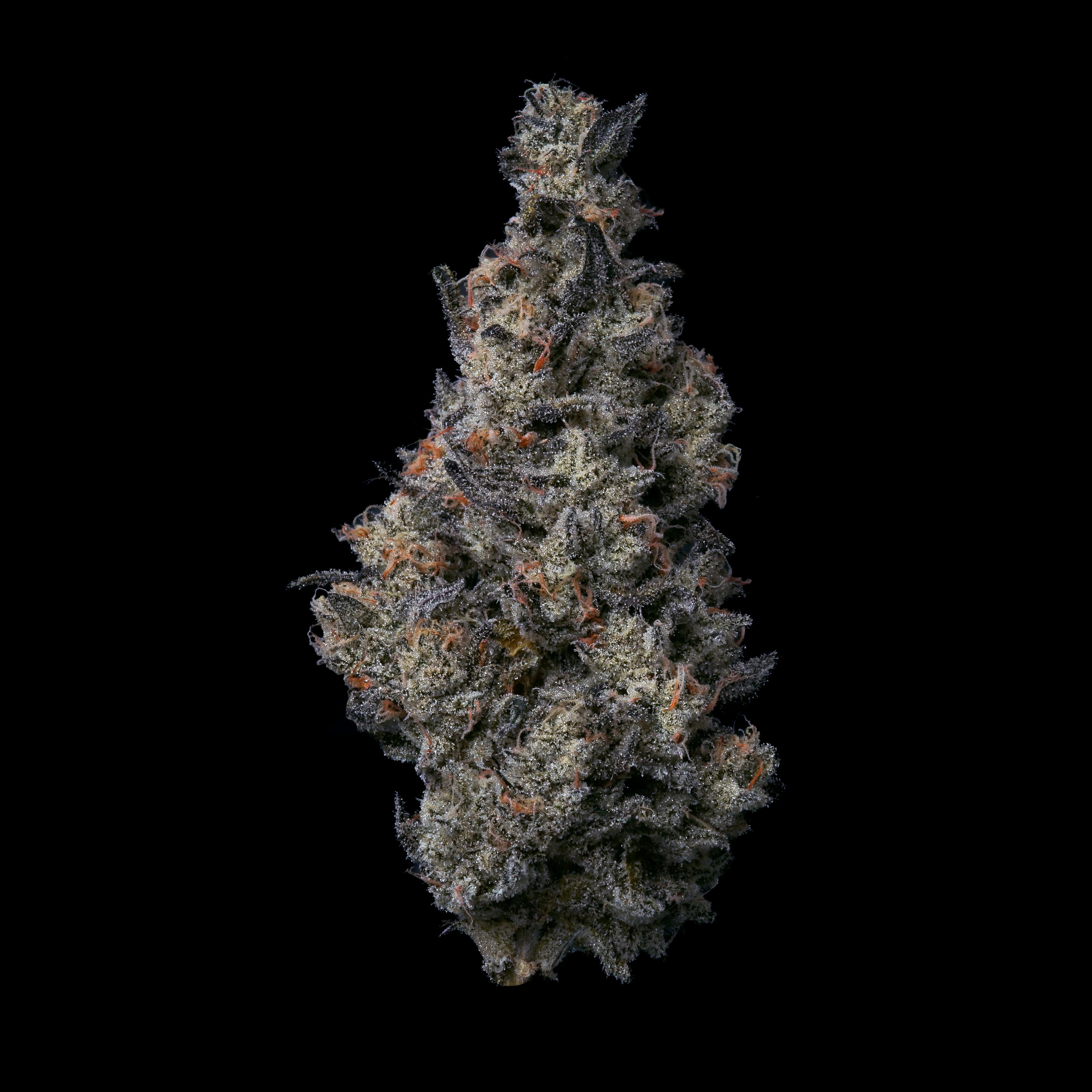 Donut Shop 3.5g