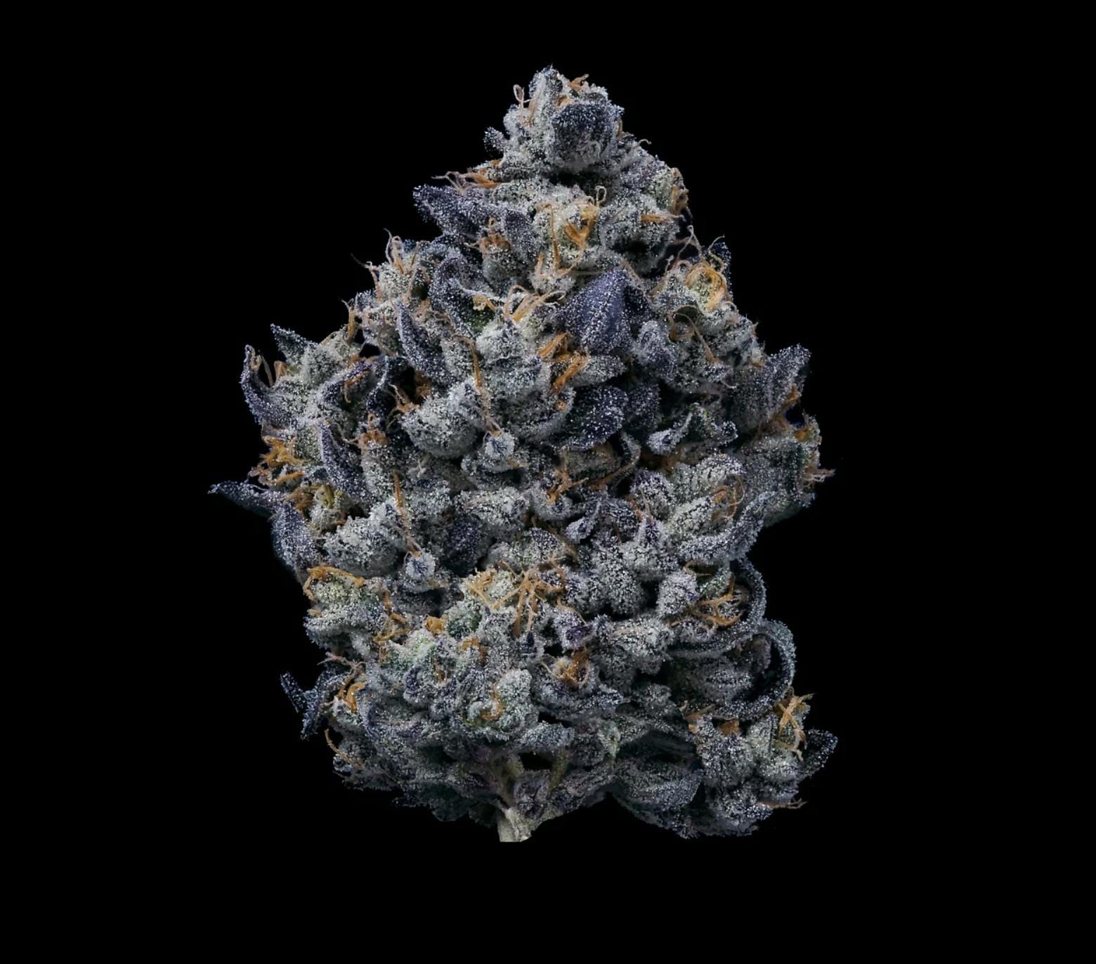 Lemon Cherry Gelato | 3.5G