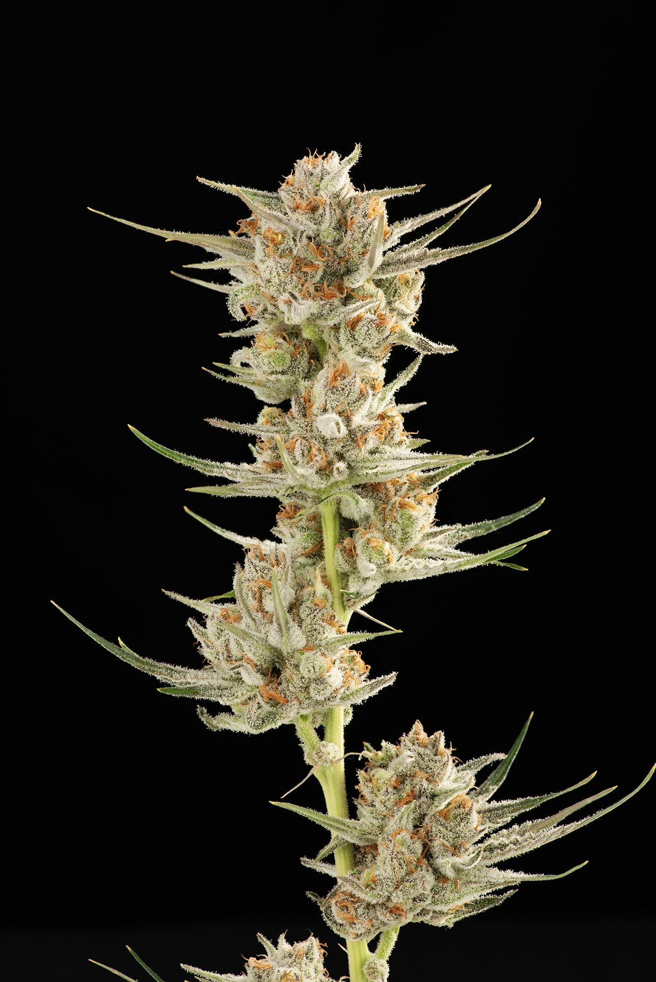 Decibel Gardens — Golden Kiwi