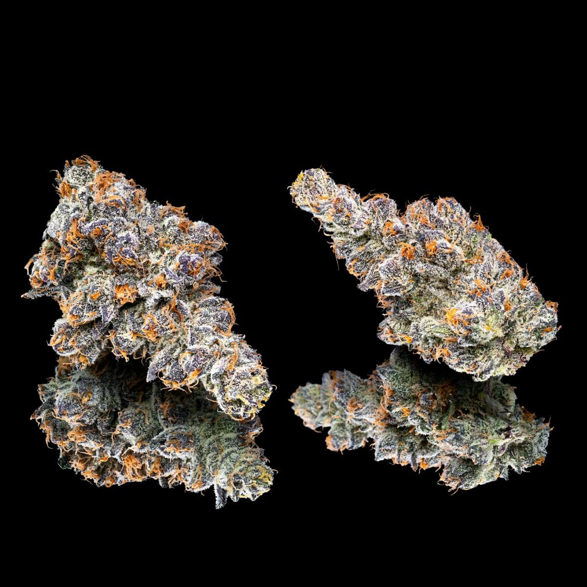 Maven Genetics — Orange Sapphire