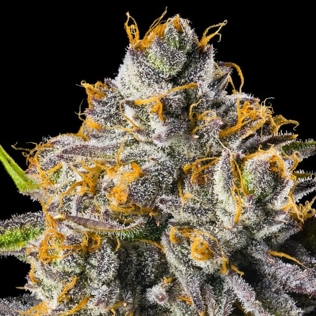 Maven Genetics — Orange Bellini