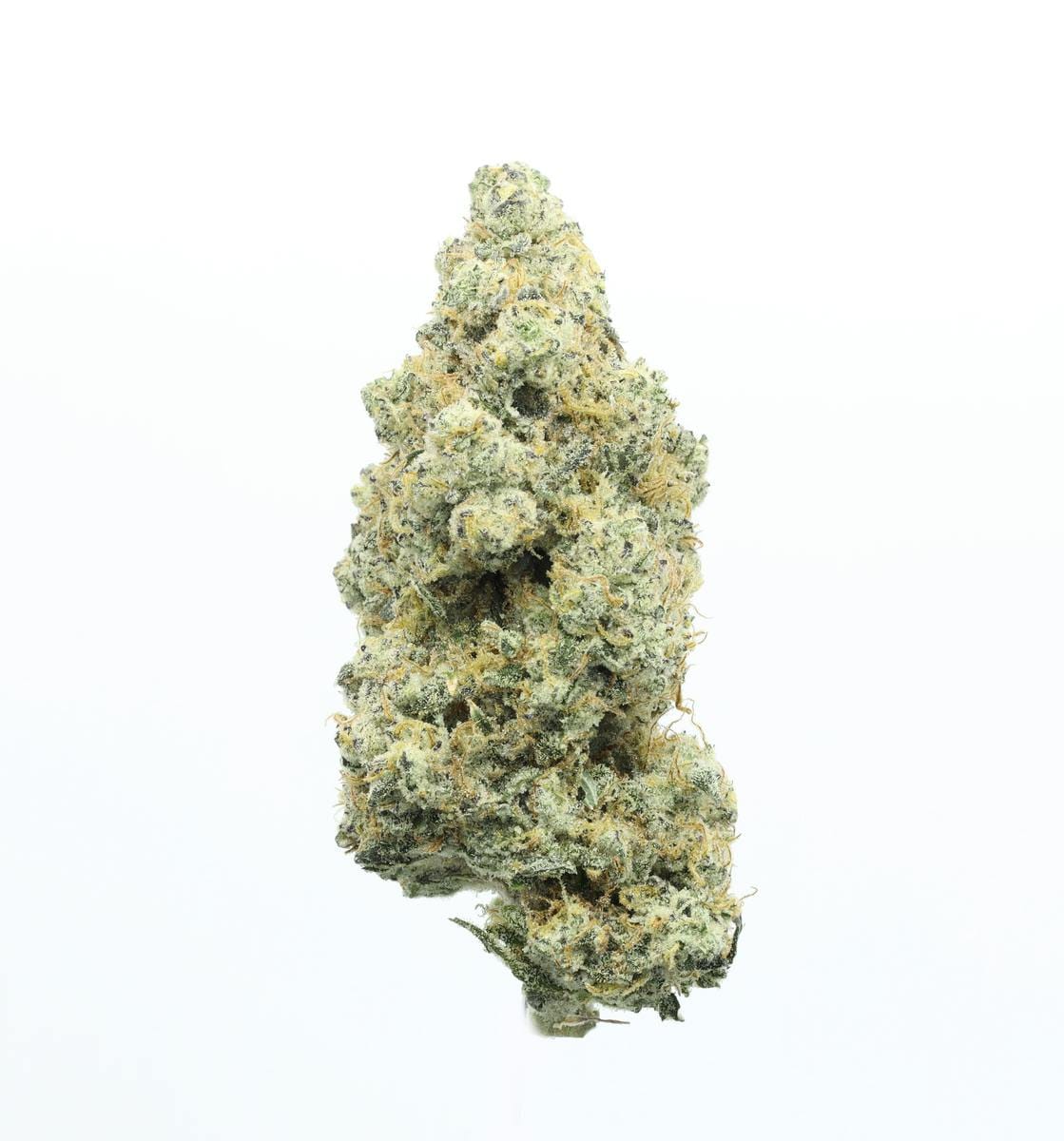 UpNorth — Platinum Afghani