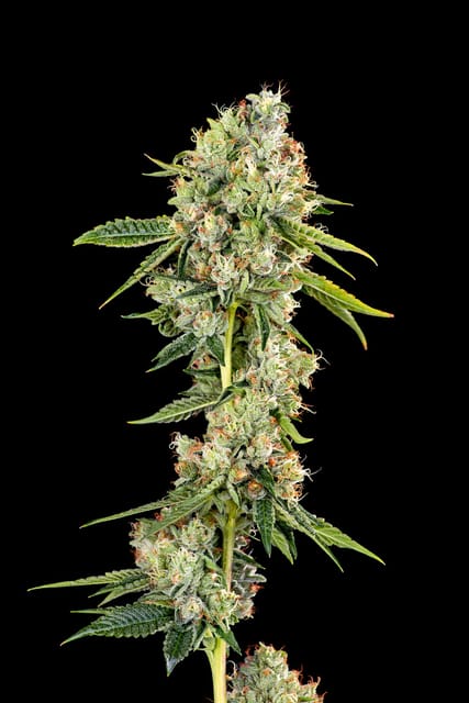 Omerta OG | 3.5g