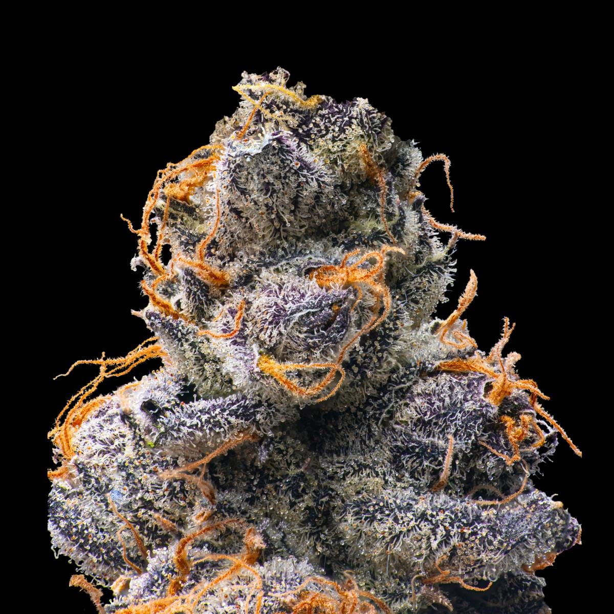 Maven Genetics — Orange Sapphire