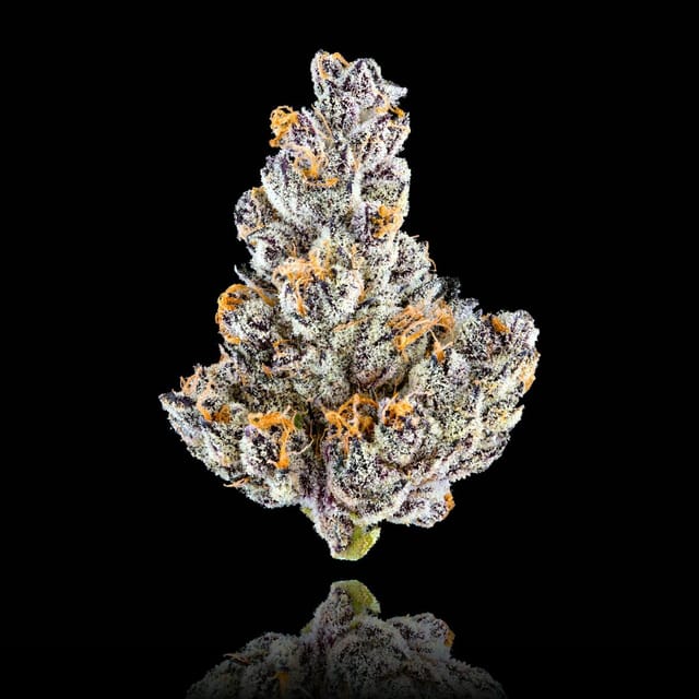 Maven Genetics: French Lotus