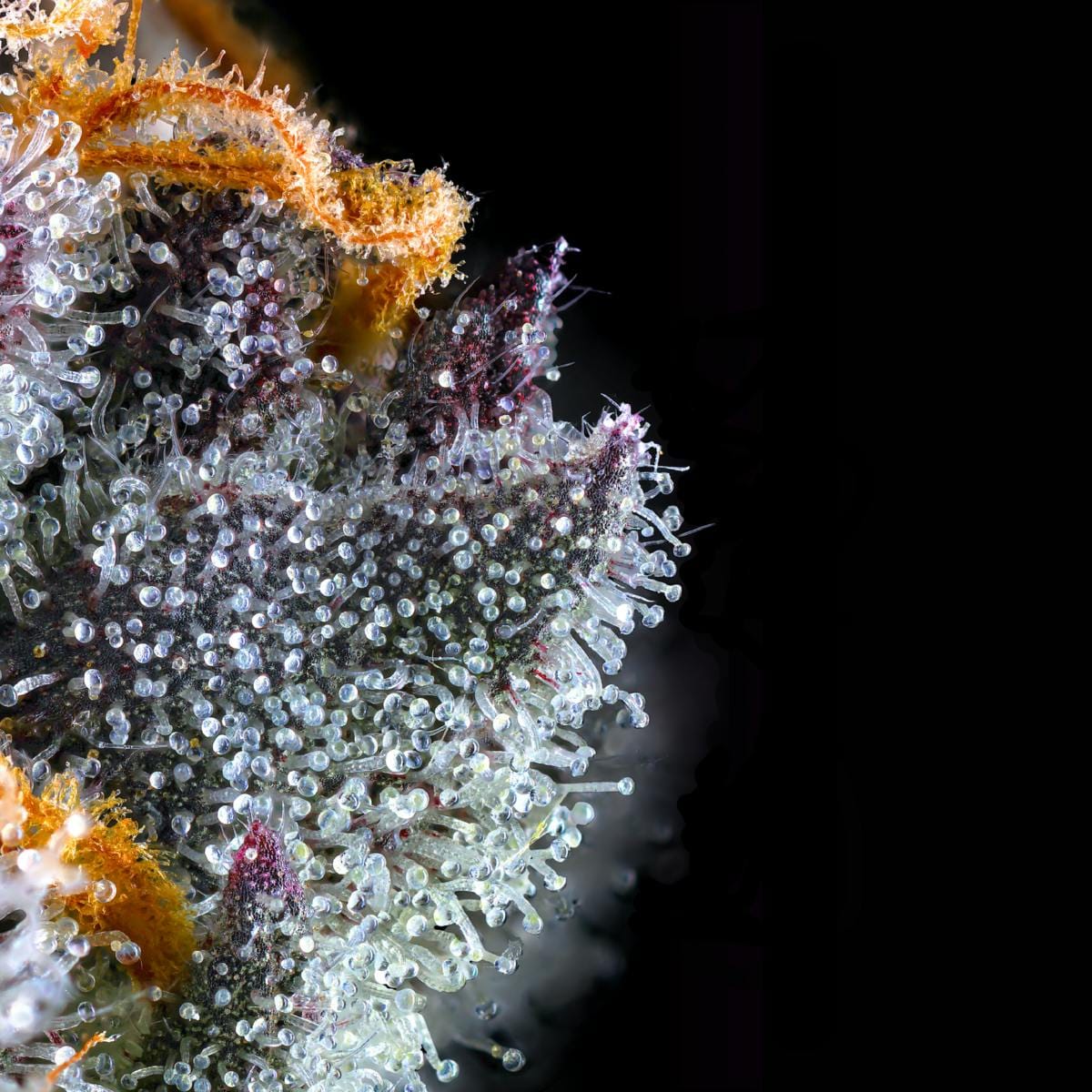 Maven Genetics: French Lotus