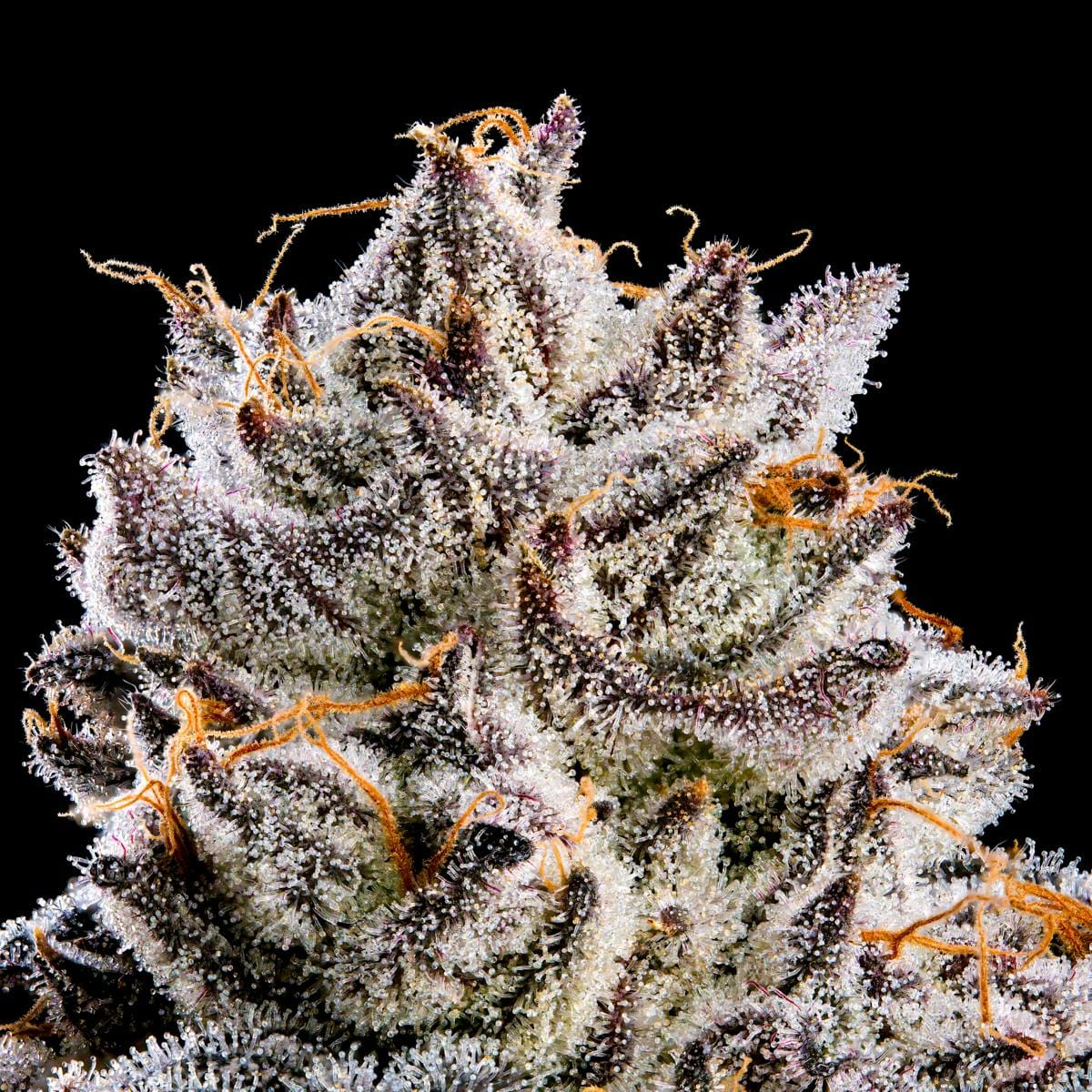 Maven Genetics: Shangri-la