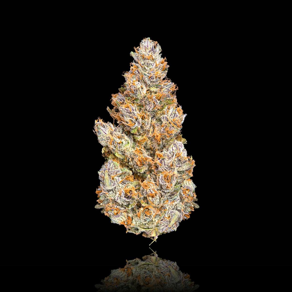 Maven Genetics — Bluzangria