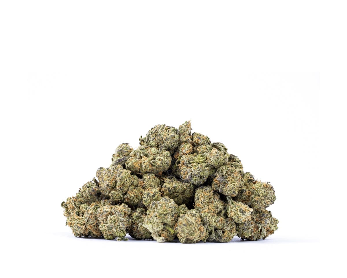 Mr. Zips — Governmint Oasis