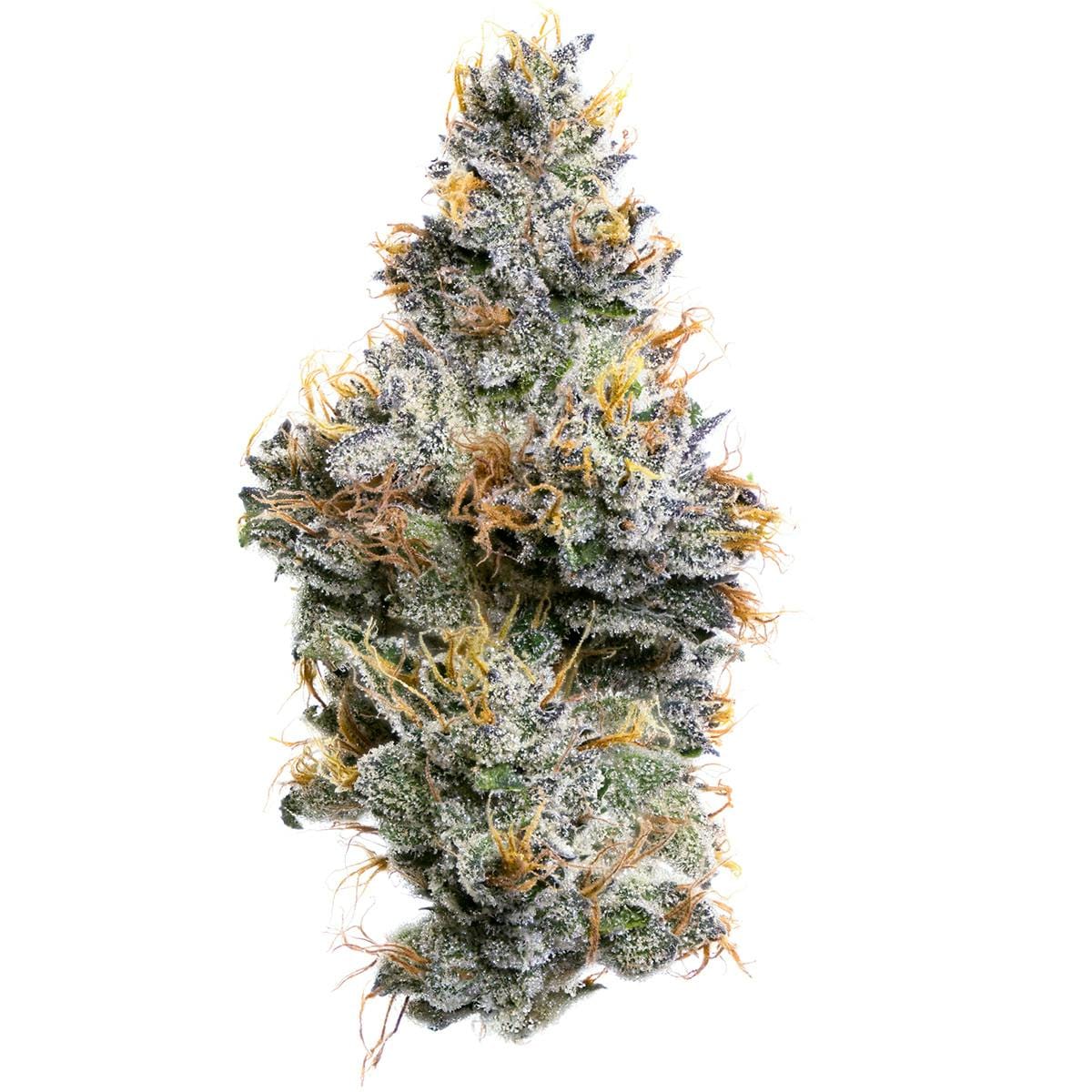 Fig Farms — Sherbanger F2