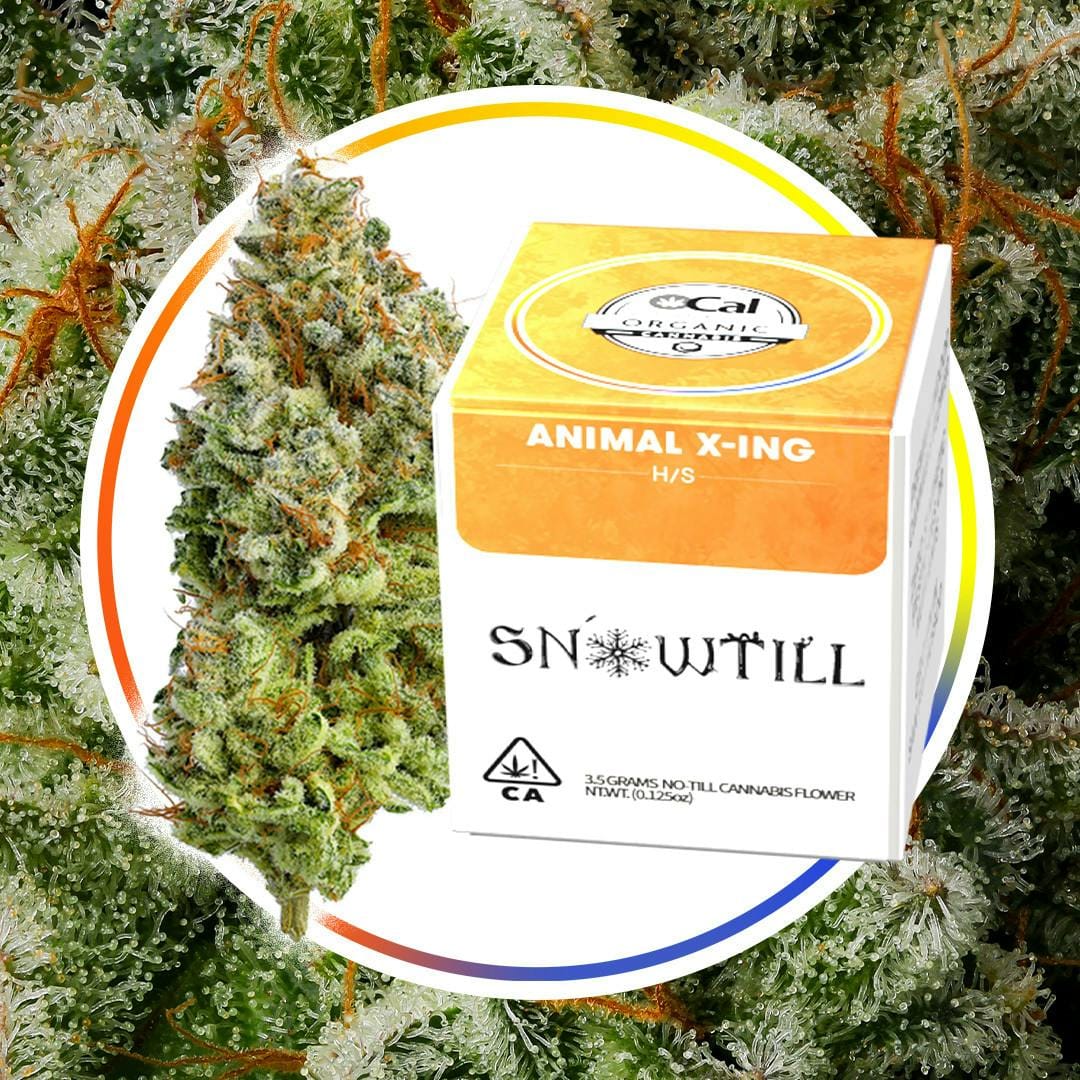 Snowtill — Animal X-ing