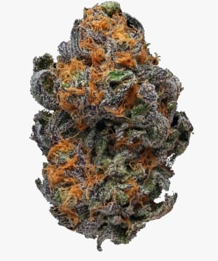 Decibel Gardens — OG
