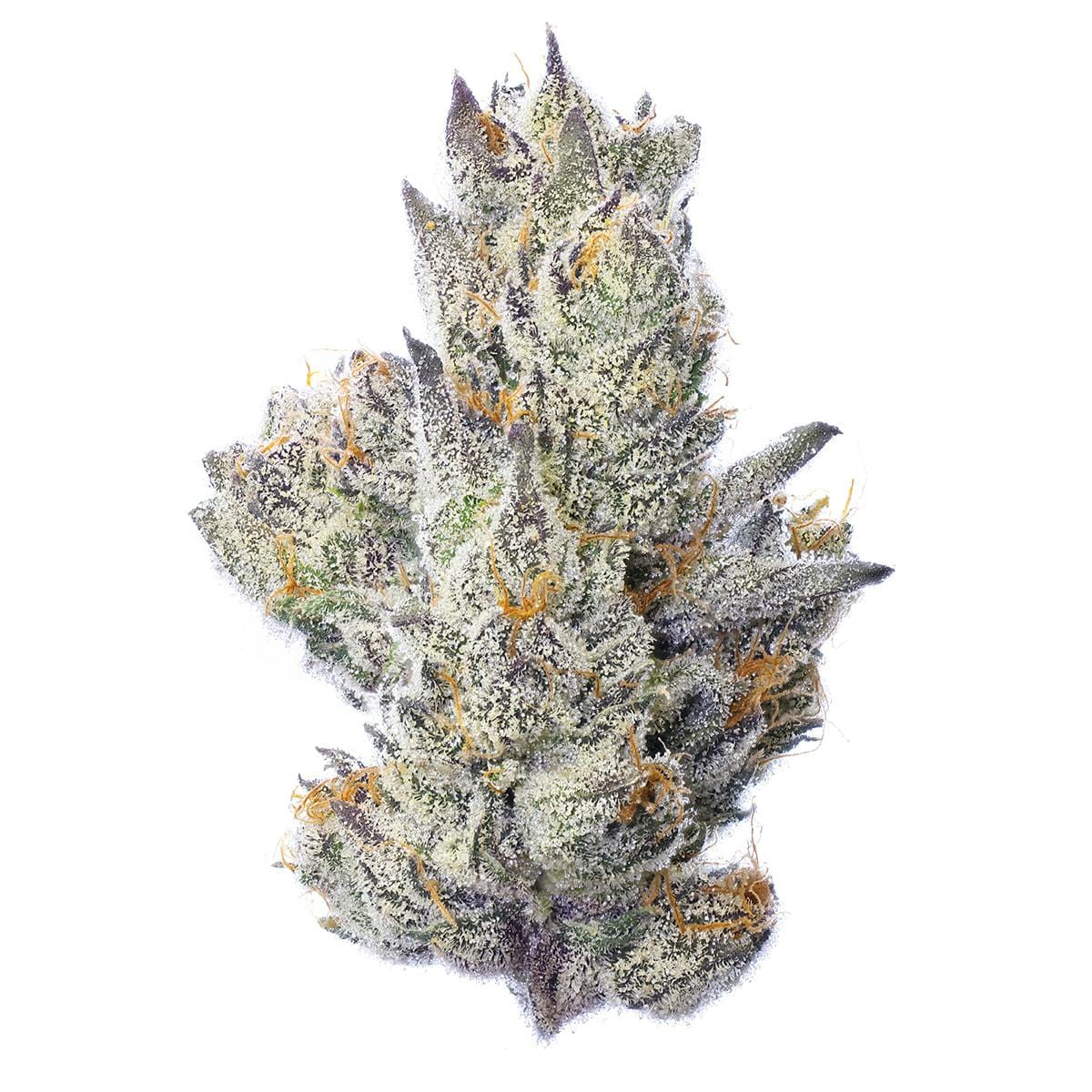 Guavascotti | 3.5g