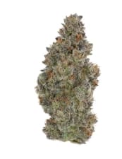 Top Shelf Cultivation — L. B.c. Cooler