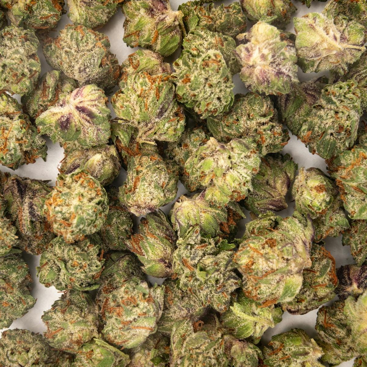 Time Machine — Garlic Oz