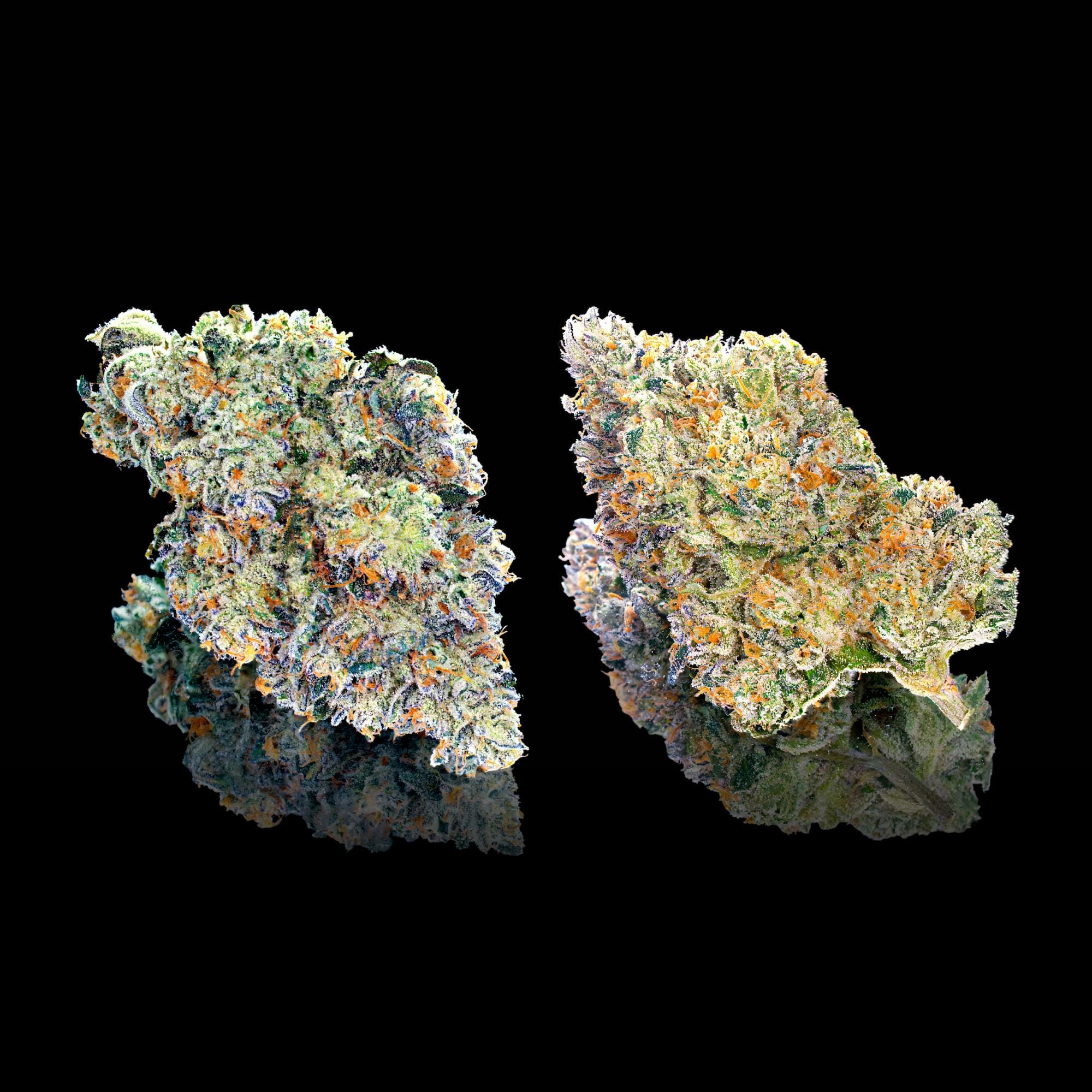 Maven Genetics: Chem 51