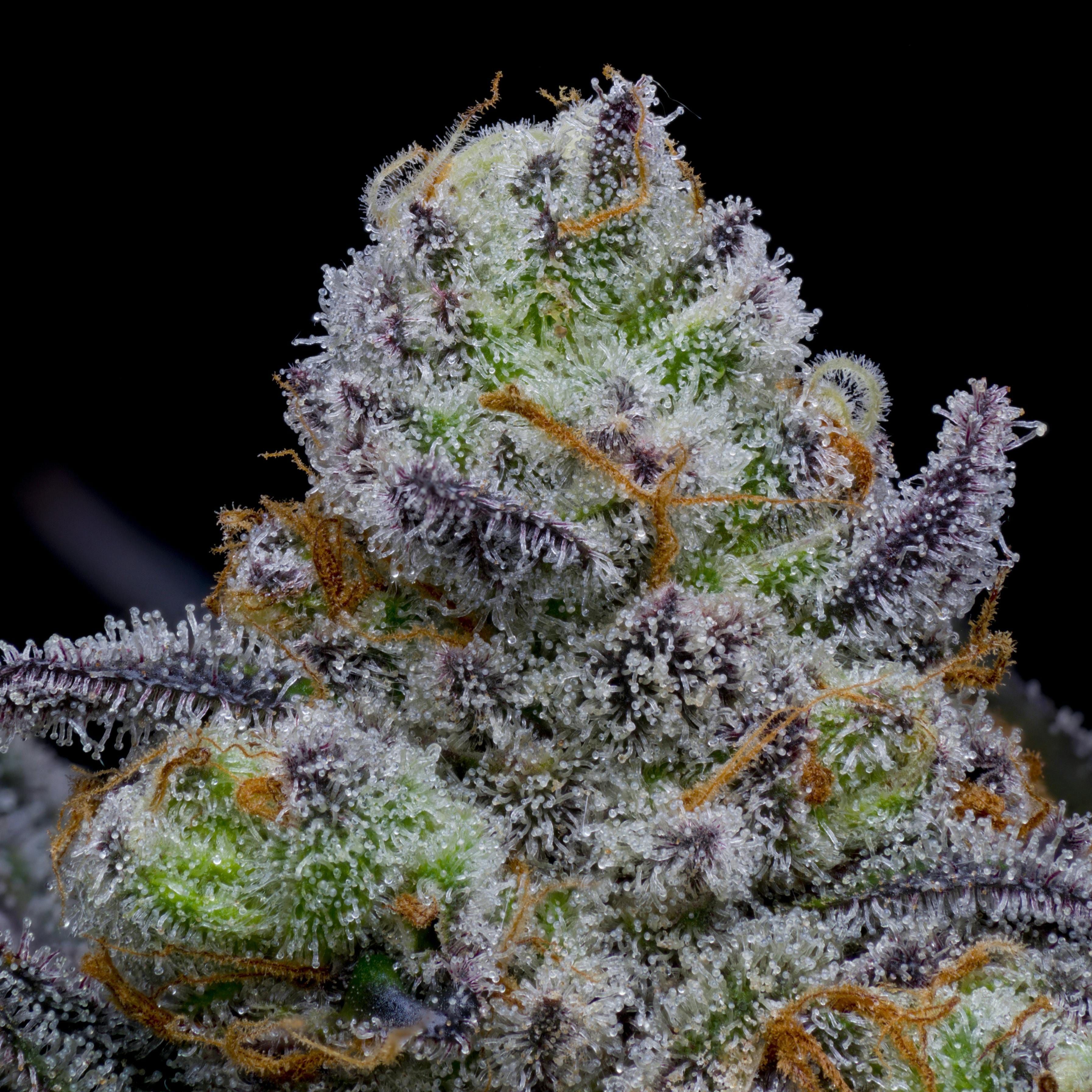 Keisha 4g