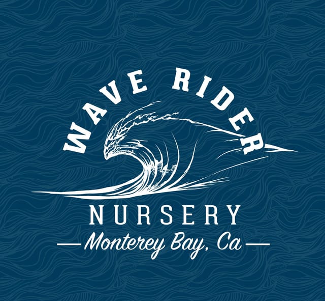 Wave Rider Nursery — Obama Runtz