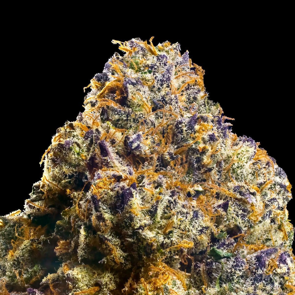 Maven Genetics — Sour Sangria
