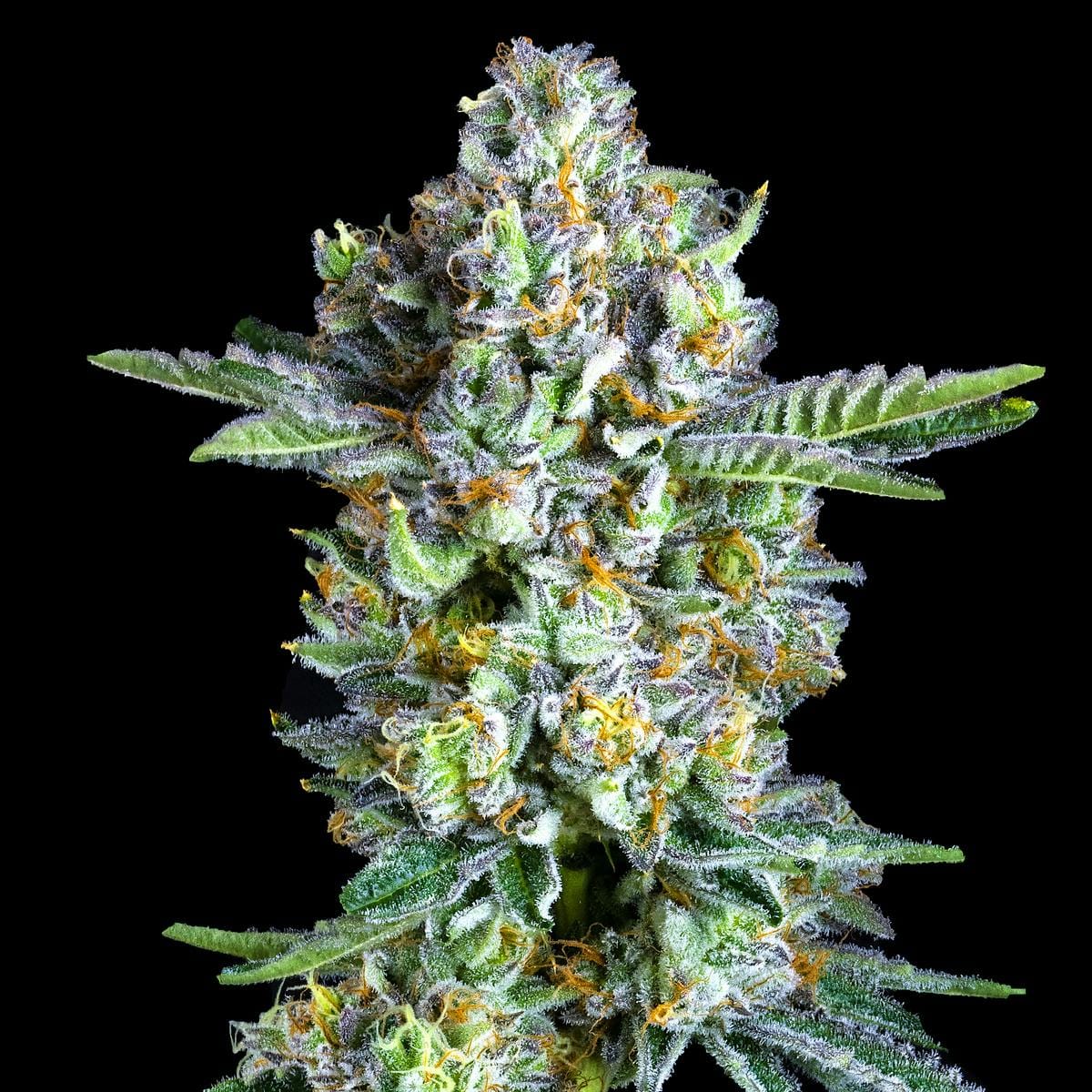 Maven Genetics — Sour Sangria