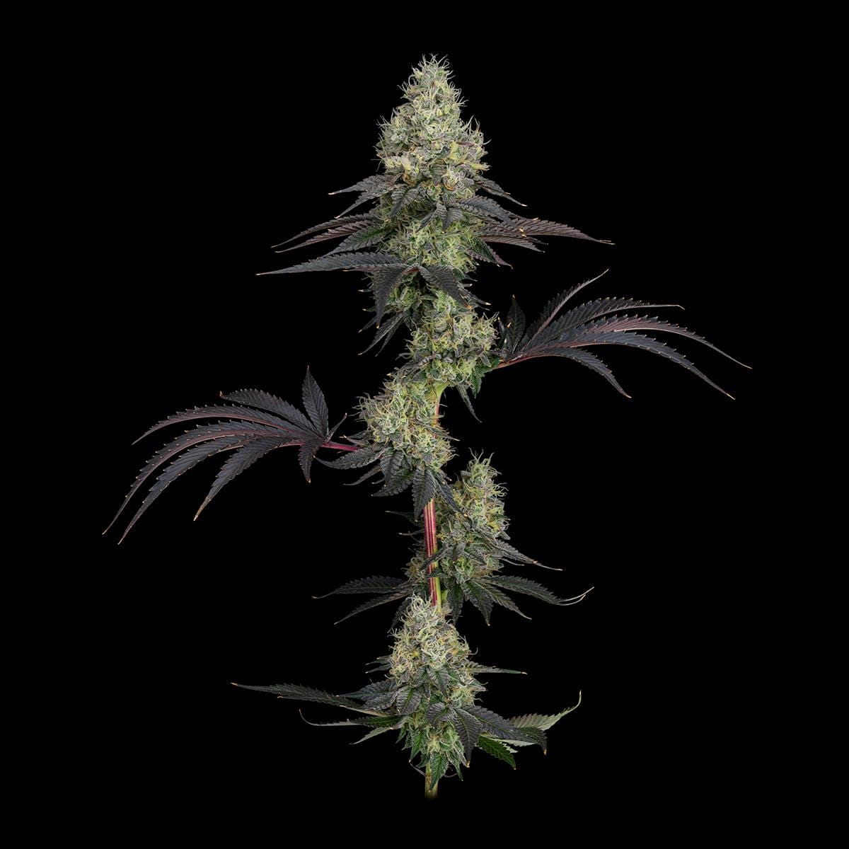 UpNorth — GMO