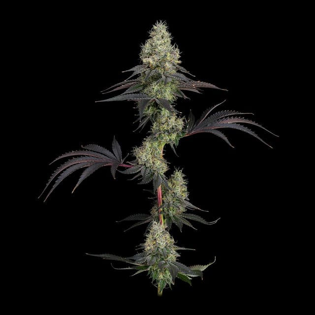 UpNorth — GMO
