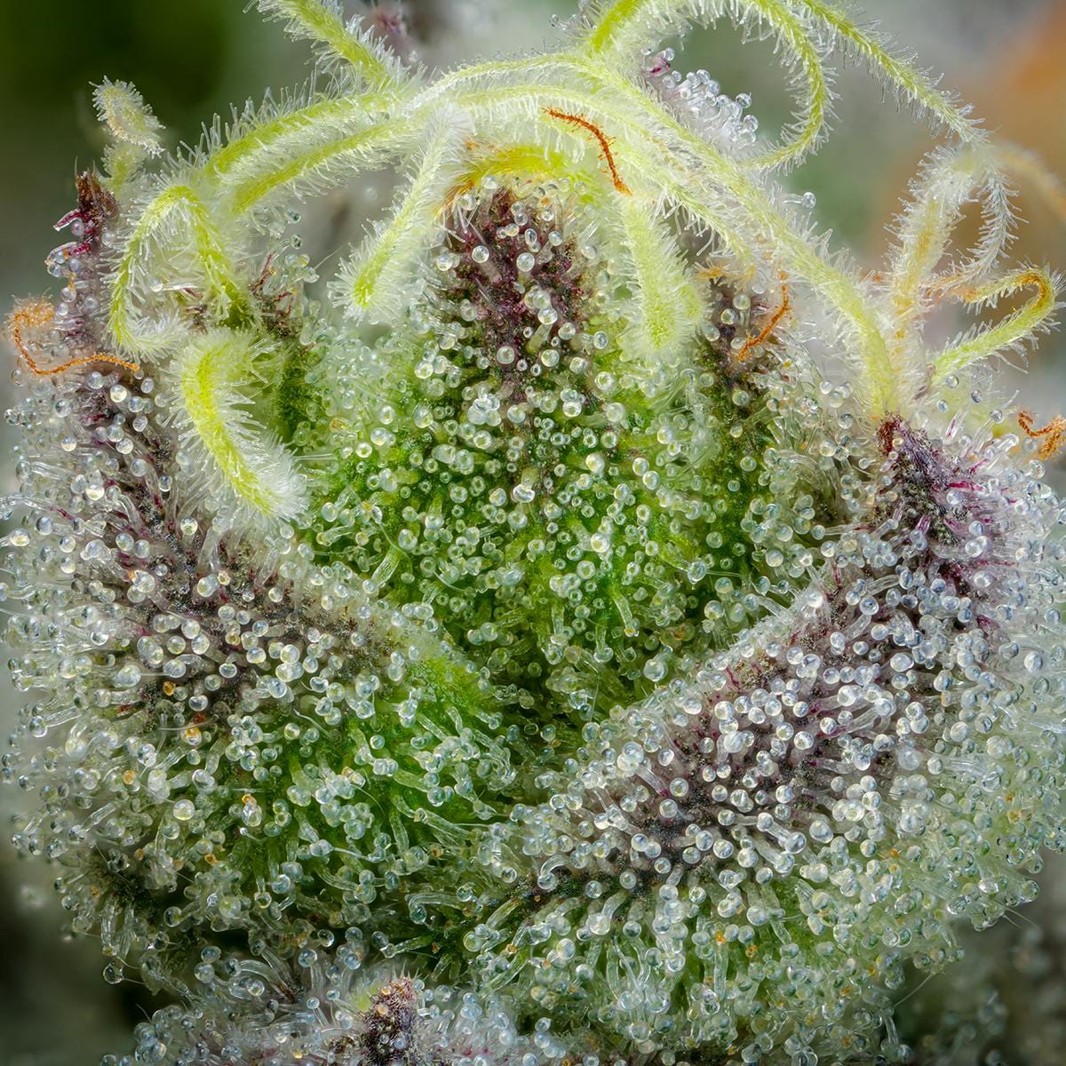 Jungle Juice | 3.5g