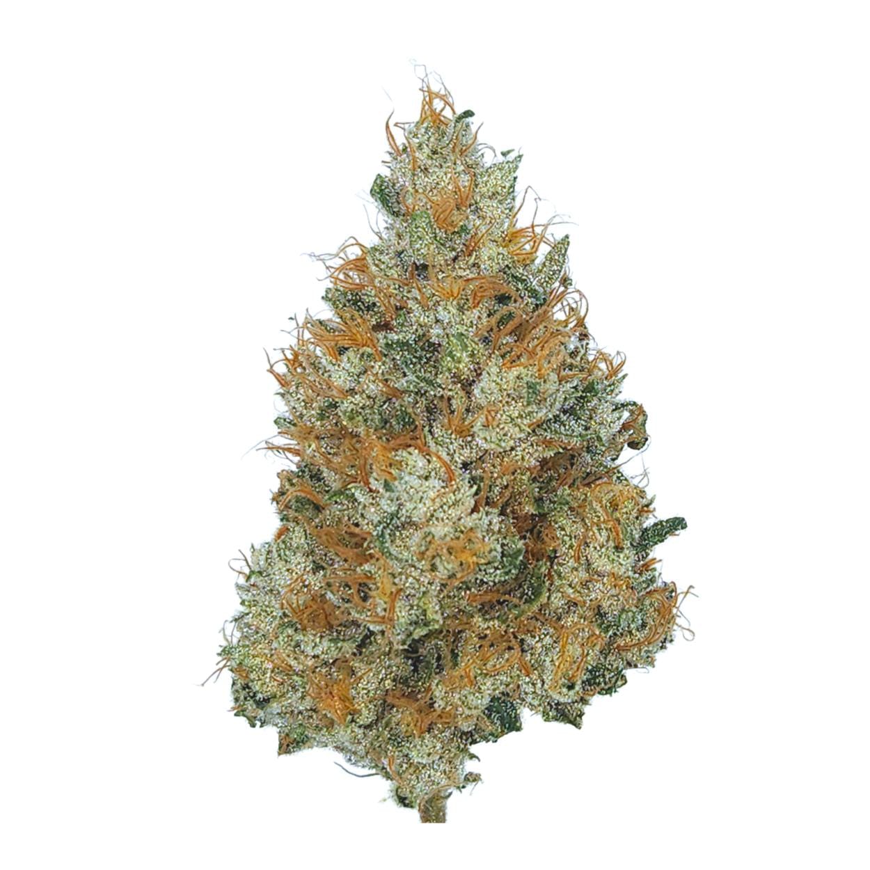Sense — Sour Durban