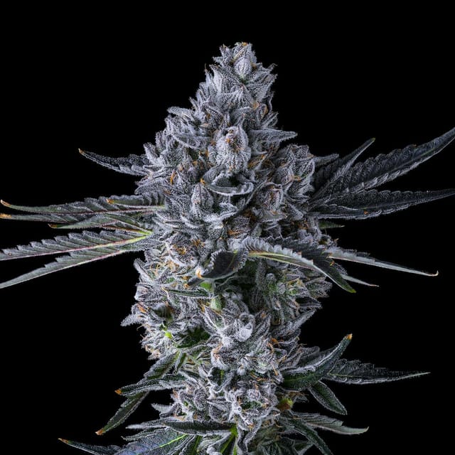 Maven Genetics — Chroma