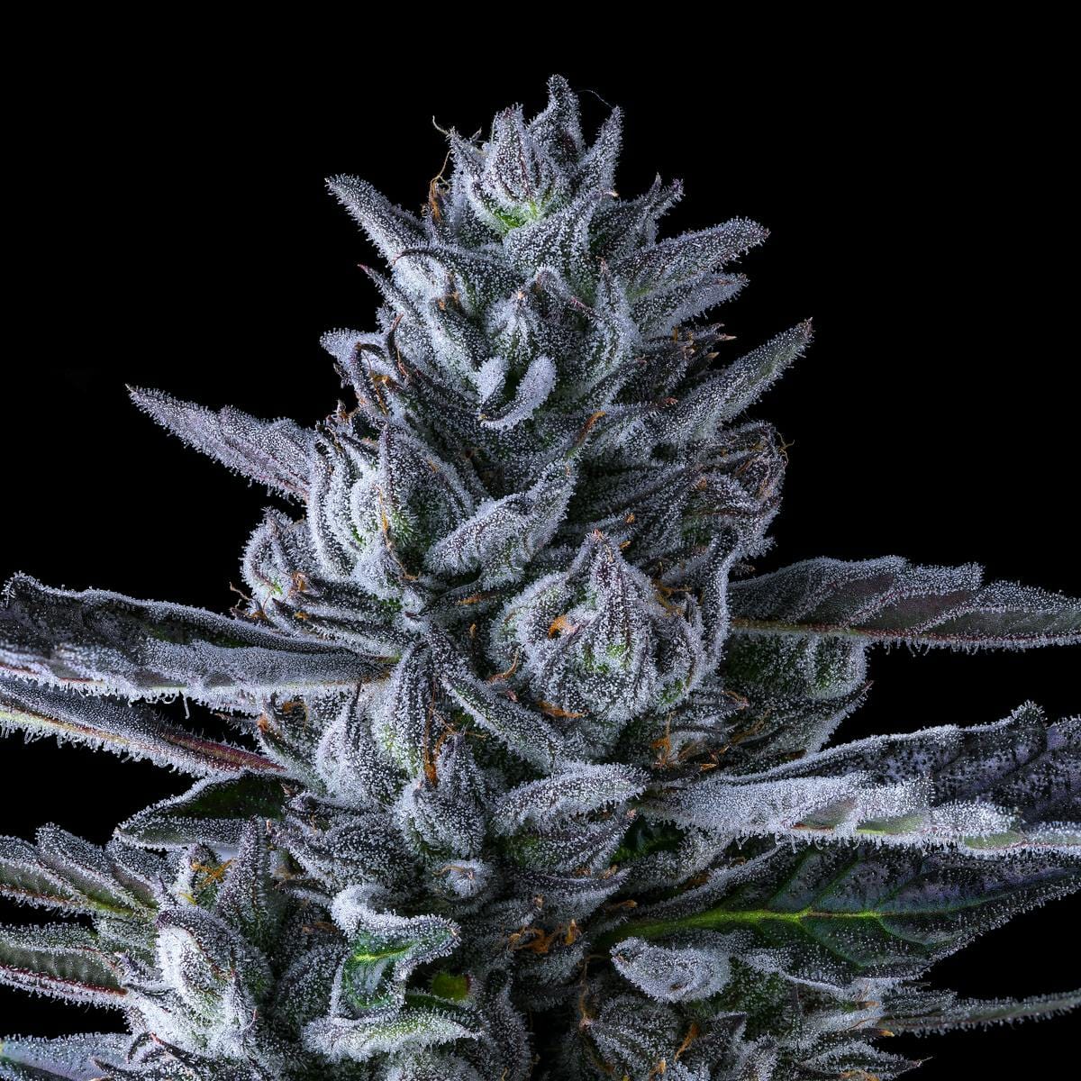 Maven Genetics — Chroma