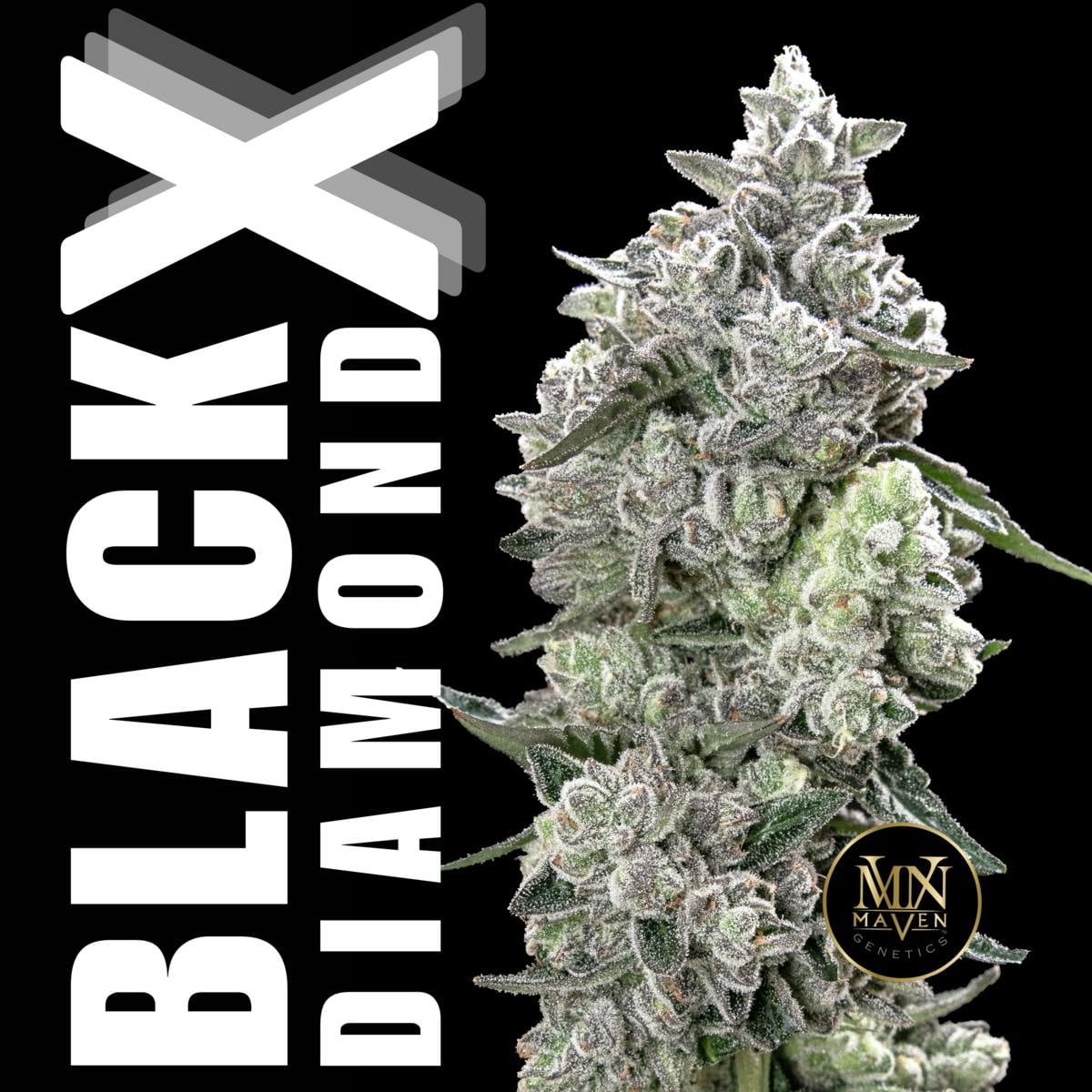 Maven: Black X